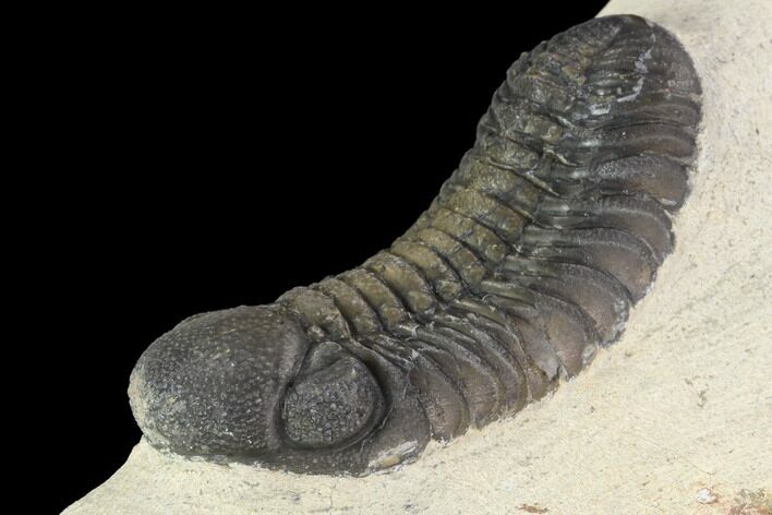 Bargain, Austerops Trilobite - Nice Shell Detail #91921